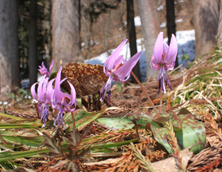 130414katakuri3.jpg
