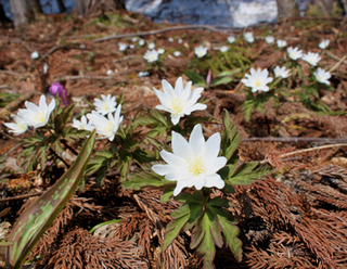 130414kikuzaki.jpg
