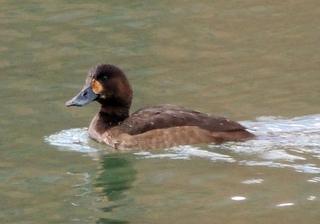 20121104-akahajiro.jpg