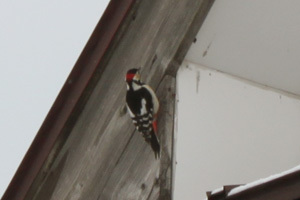 20130204akagera2.jpg
