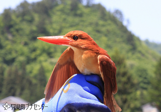 20140601akasyoubin.jpg