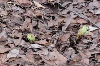 DSCF9593_RR.JPG