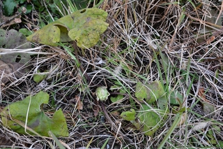 DSC_0081_RR.jpg