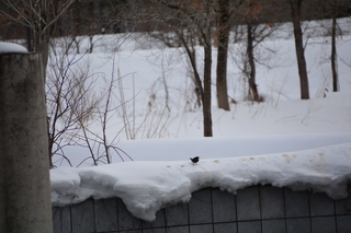 DSC_0261_RR.jpg