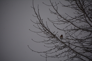 DSC_0645_RR.jpg