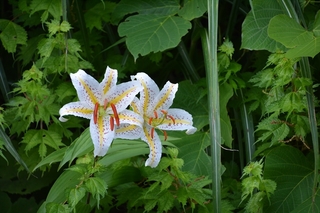 DSC_1213_RR.jpg