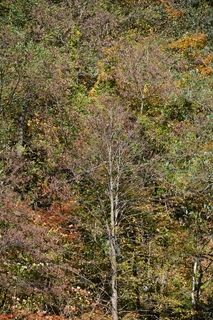 DSC_5110_R.JPG