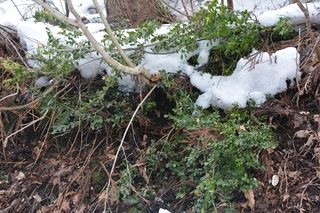 DSC_8318_RR.JPG