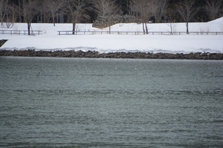 DSC_8380_RR.JPG