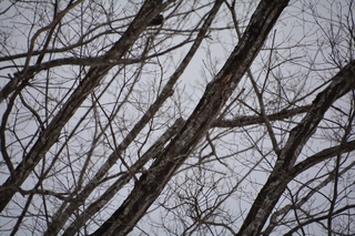 DSC_8440_RR.JPG