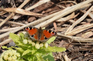 DSC_9132a.jpg