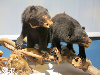 クマ-ジオラマ展示.JPG