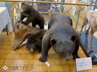 クマ-踊り場.JPG