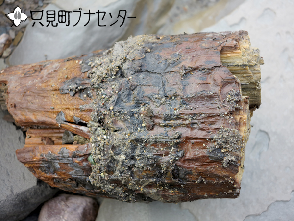 化石木: 只見町ブナセンター
