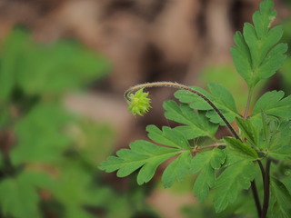 ޷މʎ_P4270193.JPG