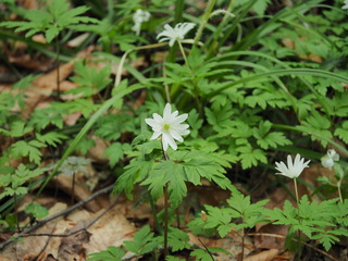 ޷މ_P4270186.JPG