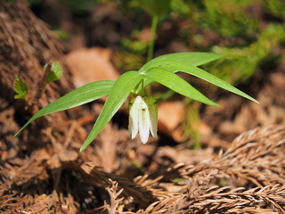 ɺ޲Ӊ_P4270097.JPG