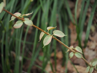 ޶_P4270223.JPG