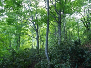 IMGP4128.JPG