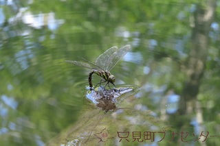 IMG_1181_R.JPG