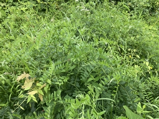 IMG_1292.jpeg