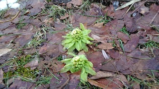 IMG_20200302_082742.jpg