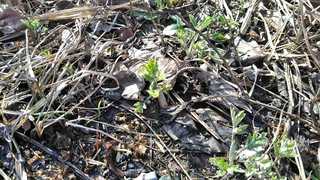IMG_20200321_081536_R.jpg