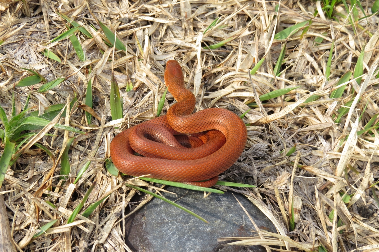 イワツバメとアカジムグリ: 只見町ブナセンター