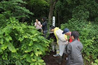 どれがヤマウルシなのかを確認する参加者