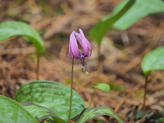 P4270100.JPG