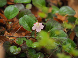 P4300355.JPG